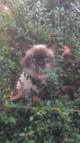 I've been to a cat show and now I'm a bit depressed