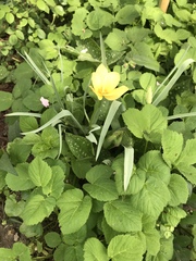 Another 2 plant IDs - yellow flower