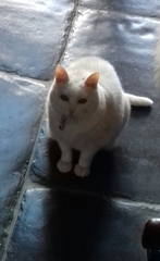 What body shape is your Dcat?