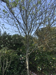 Another tree ID please
