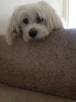 What a beautiful dog!