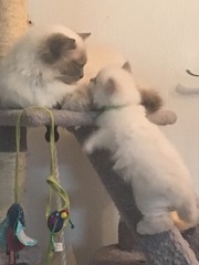 We have kittens!