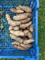 Allotment/Veg patch thread 11 'We bid  farewell to rainbow leaves but will keep plotting along'