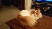 I've been to a cat show and now I'm a bit depressed