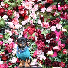 What a beautiful dog!