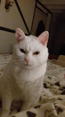 Show me your cats!