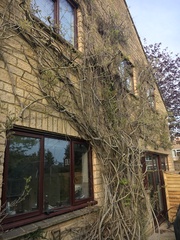 Is this Wisteria normal?!