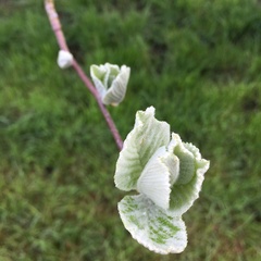 Another tree ID please