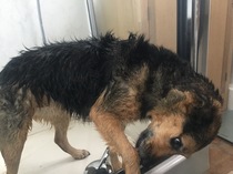 How do you clean your dog if she hates water