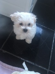 Small Dog suggestions? Looking for a new family member