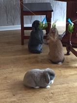 New rabbits - what to do?