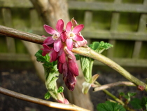 Shrub ID please