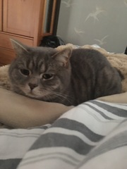 I've been to a cat show and now I'm a bit depressed