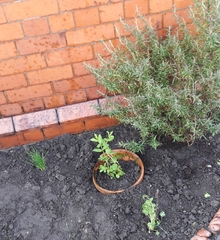 Gardening & Growing with the kids....