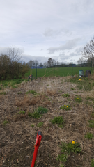 Allotment/Veg patch thread 11 'We bid  farewell to rainbow leaves but will keep plotting along'