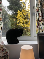 What's your DCat up to today? Episode 6, Return of the... Cats?
