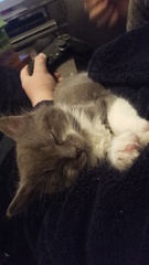 I think my cat (luna) is actually a Lawrence!!!!
