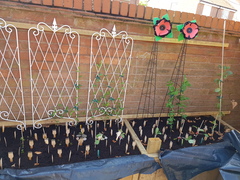 Gardening & Growing with the kids....