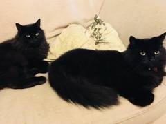 Show me your cats!
