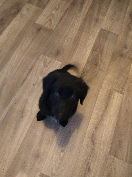 Puppy Survival Thread Part 6