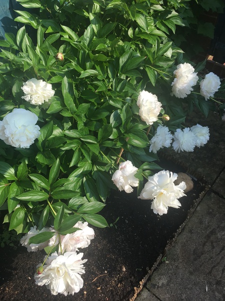 Show off your peonies!