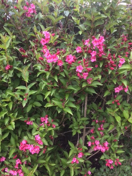 Please identify these 3 plants!