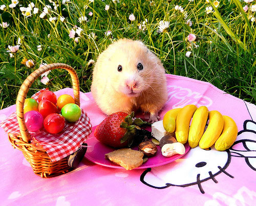 MIL and her picnic hamster