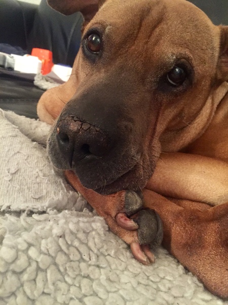 Alfie is being PTS tomorrow. I’m heartbroken.