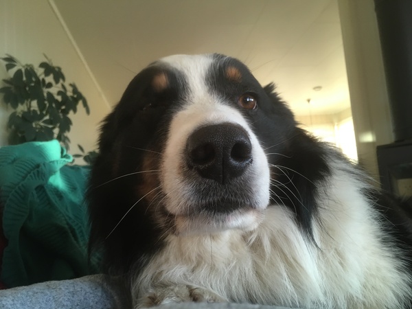 To think I owe my dog so much