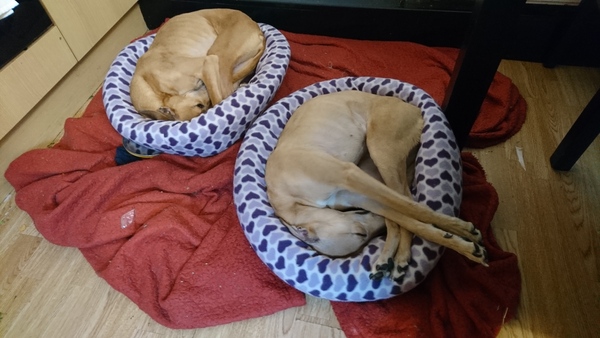 Greyhounds in a not so big house?