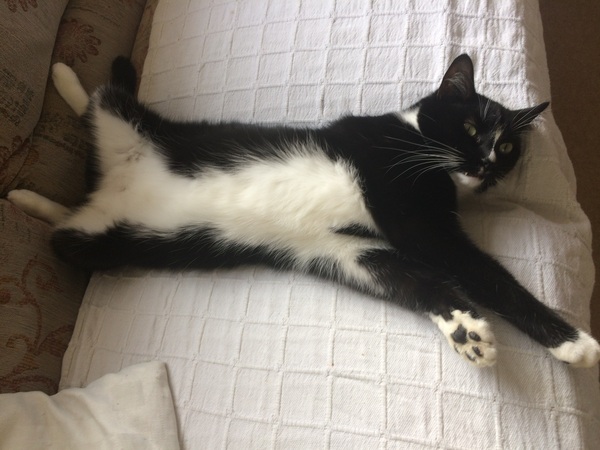 Show me your cats!
