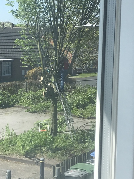 To think he can’t cut this tree down - picture