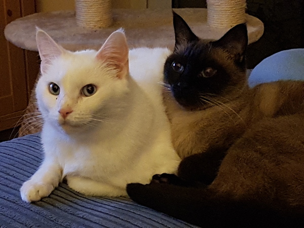 or did we get sold defective cats?