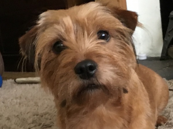 To think I owe my dog so much