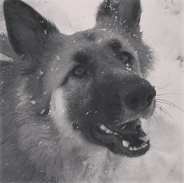 To think I owe my dog so much
