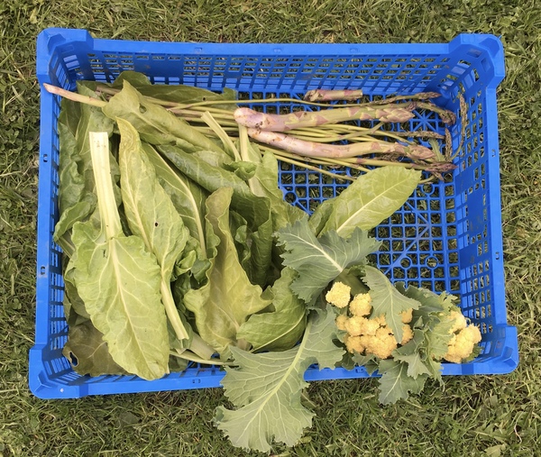 Allotment/Veg patch thread 11 'We bid  farewell to rainbow leaves but will keep plotting along'