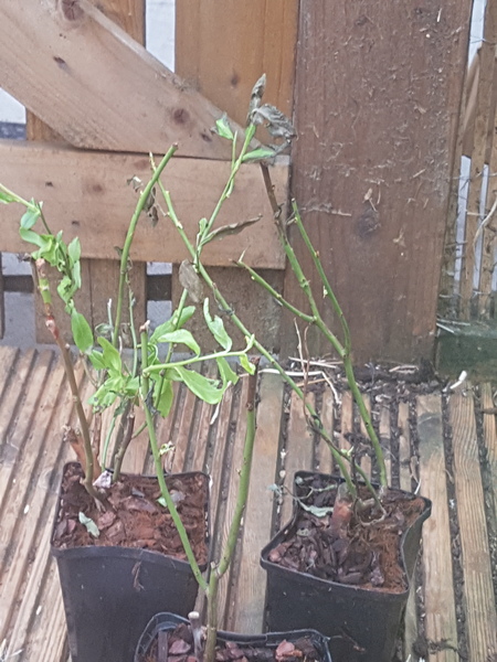 Allotment/Veg Patch Thread 12! Plotmenters hoping for better weather