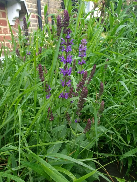 Yet another plant/weed identification thread