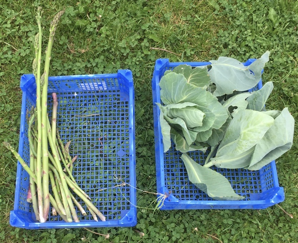 Allotment/Veg Patch Thread 12! Plotmenters hoping for better weather