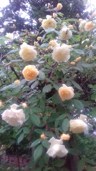 Woolly Hugs...We are making a blanket for annandale : Lovely donors and crafters, we need your help.