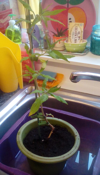 Just found my new buddleia plant in my wheelie bin.