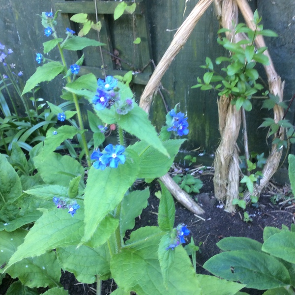 I thought it was a foxglove but it’s not