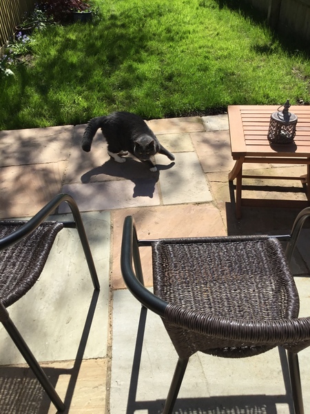 Anyone else's cat not enjoying the heat?