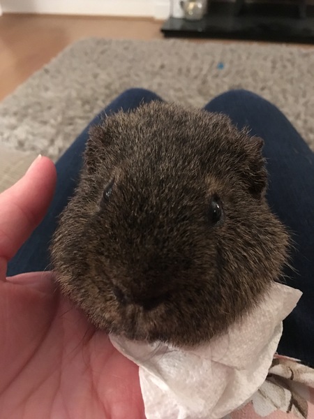 I need to show you this pic of my pig (please excuse my giant boob in shot!)