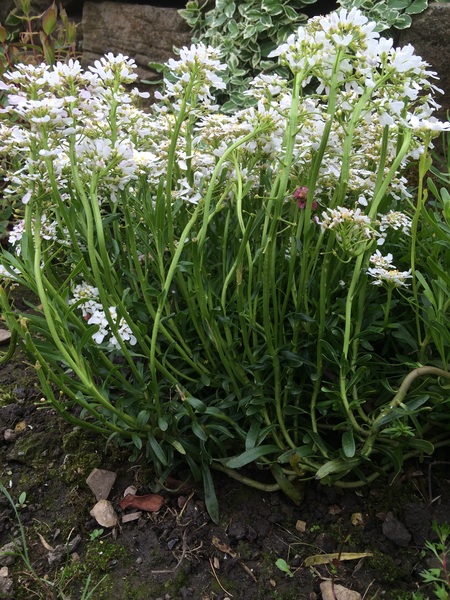 Plant ID please