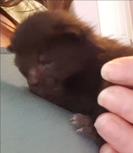 Getting a new cat, how many is too many?