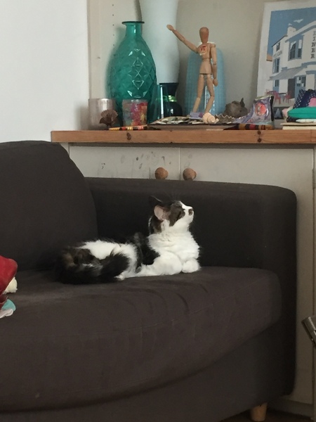 New rescue cat - AIBU