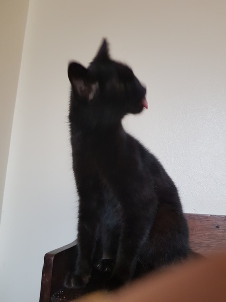 What's your DCat up to today? Episode 6, Return of the... Cats?
