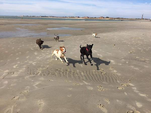 Owning two dogs