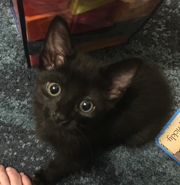 To have evicted the kitten?